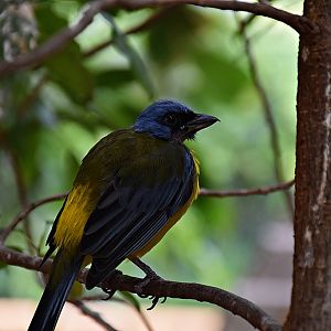 blue-yellow tanager