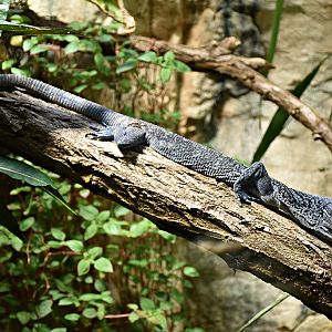 blue tree monitor