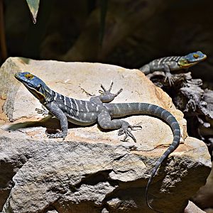 Baja blue rock lizard