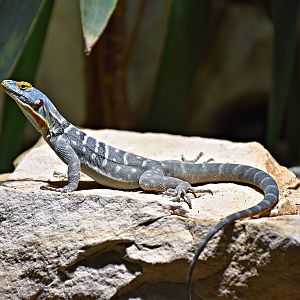 Baja blue rock lizard