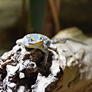 Baja blue rock lizard