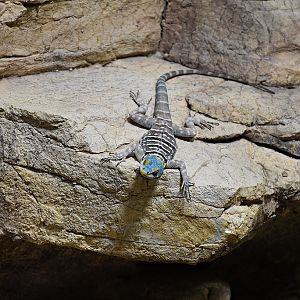 Baja blue rock lizard
