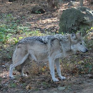 Mexican Grey Wolf - Oct 2017