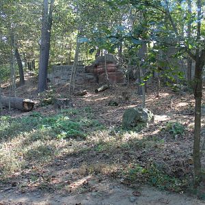 Mexican Grey Wolf Enclosure - Oct 2017