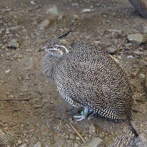 Elegant Crested Tinamou - Oct 2017