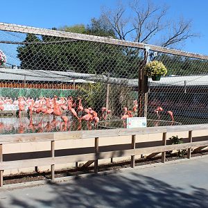 Flamingo Enclosure - Oct 2017