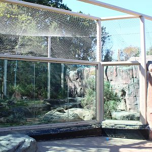 Cougar Enclosure - Oct 2017