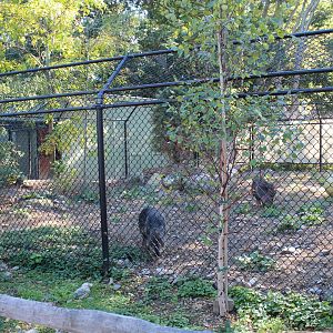 Chacoan Peccary Enclosure - Oct 2017