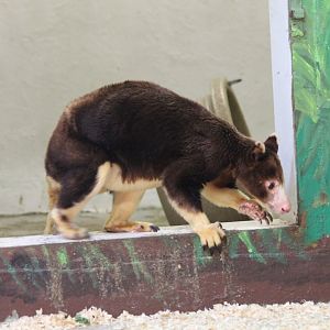 Matchie's Tree Kangaroo - Oct 2017