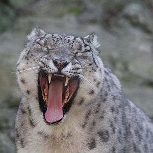 Snow Leopard - Oct 2017