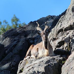Markhor - Oct 2017
