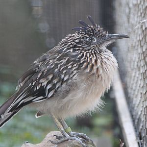 Roadrunner - Oct 2017