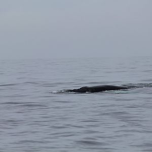 Humpback Whale - Oct 2017
