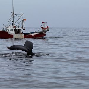 Humpback Whale - Oct 2017