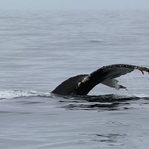 Humpback Whale - Oct 2017