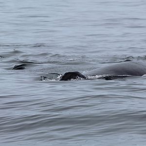 Humpback Whale - Oct 2017