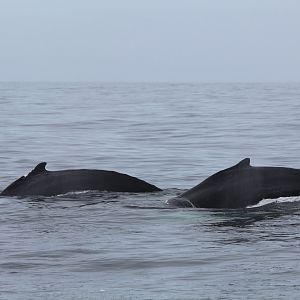 Humpback Whale - Oct 2017