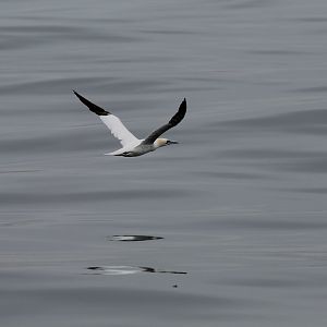 Gannet - Oct 2017