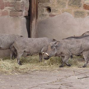 Warthogs