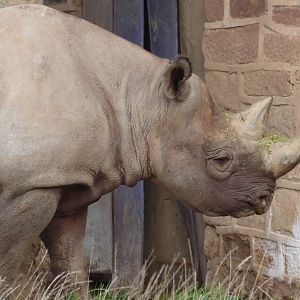 Kifaru II the Black Rhino