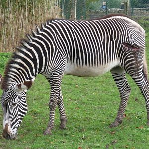 Grevy's Zebra with cut in leg