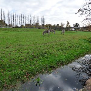 Grevy's Zebra Paddock