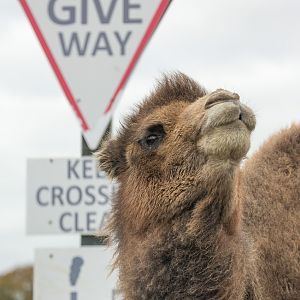 Bactrian camel : Whipsnade : 29 Oct 2017