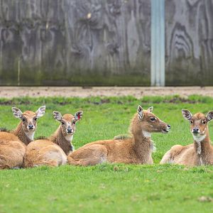 Nilgai : Whipsnade : 29 Oct 2017