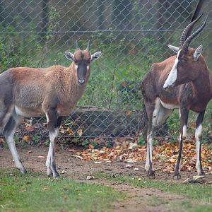 Blesbok : Whipsnade : 29 Oct 2017