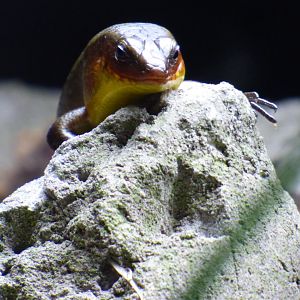 Sun Skink