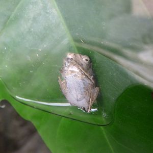 Borneo Eared Frog