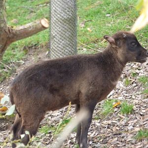Lowland Anoa Calf