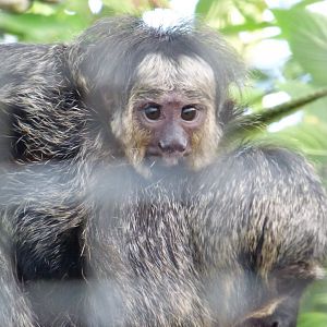Baby Saki Monkey