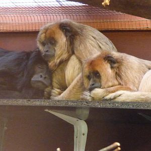 Howler Monkeys