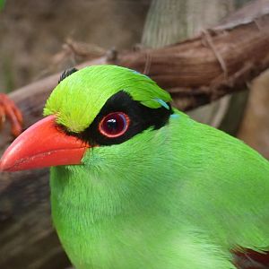 Javan Green Magpie