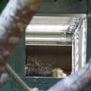 Binturong in Islands