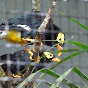 Yellow-faced Myna