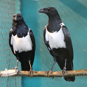 Pied crows