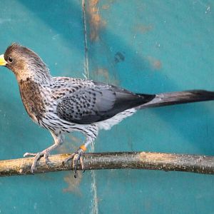 Western grey plantain-eater