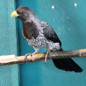 Western grey plantain-eater