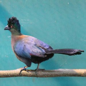 Purple-crested touraco