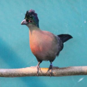 Purple-crested touraco