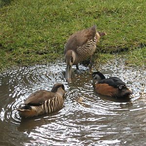 Pink-eared ducks and African pygmy goose