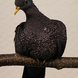 African olive pigeon