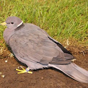 Northern band-tailed pigeon