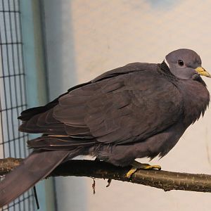 Northern band-tailed pigeon