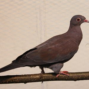 Peruvian pigeon