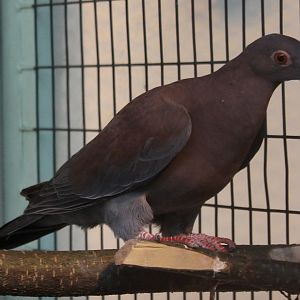 Peruvian pigeon