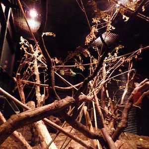 Female Aye-Aye Enclosure