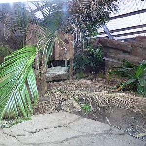 Re-planted Komodo Dragon Enclosure
